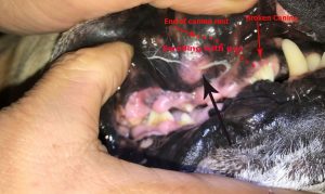 Swelling and fistula with pus