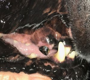 Crown on dogs canine 